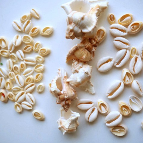 Cowrie Shells and Seashells